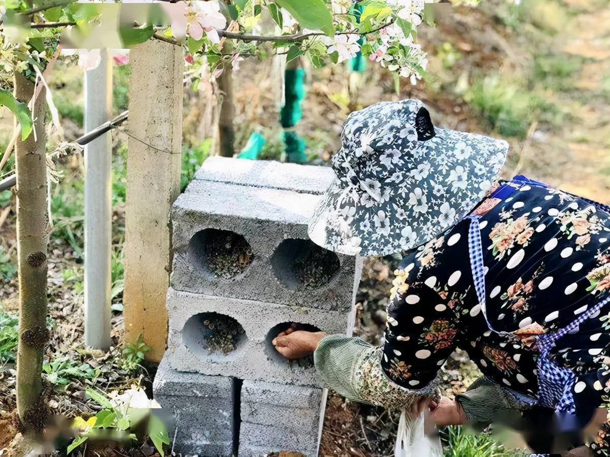 大棚壁蜂授粉,壁蜂授粉的原因和方法