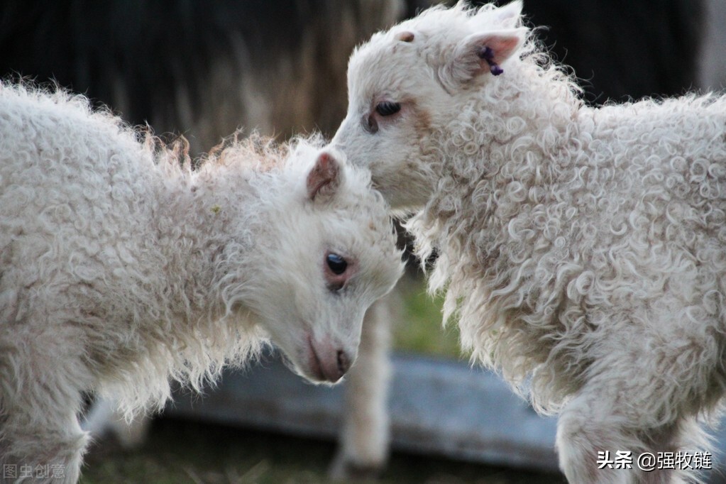 刚出生的羊羔太弱了怎么办,新生羊羔存活率低