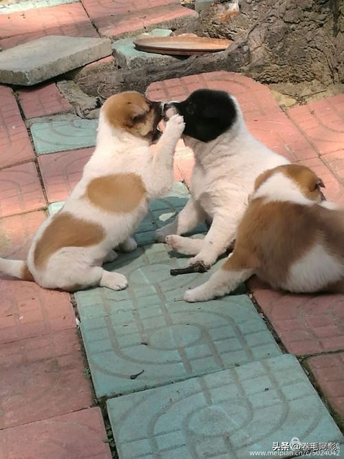 为什么动物交配前会相互闻屁股，看似尴尬的行为，却充满科学依据