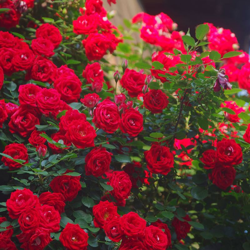 光照不足也能猛开花的藤本月季,抗病好养勤花的藤本月季品种