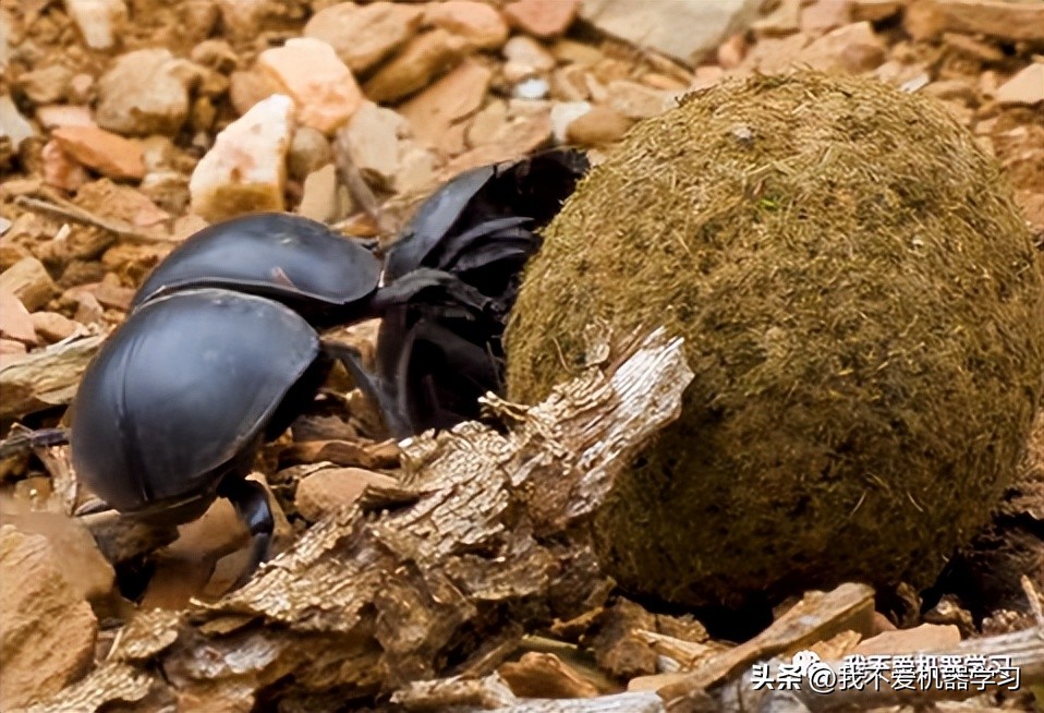 蜣螂优化算法是哪年提出来的,蜣螂用法与用量