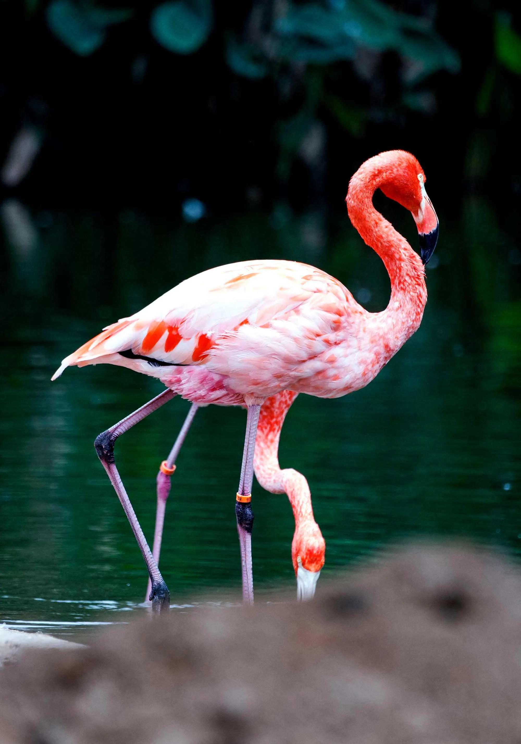 广州长隆野生动物园全部动物,广州长隆野生动物园所有动物介绍