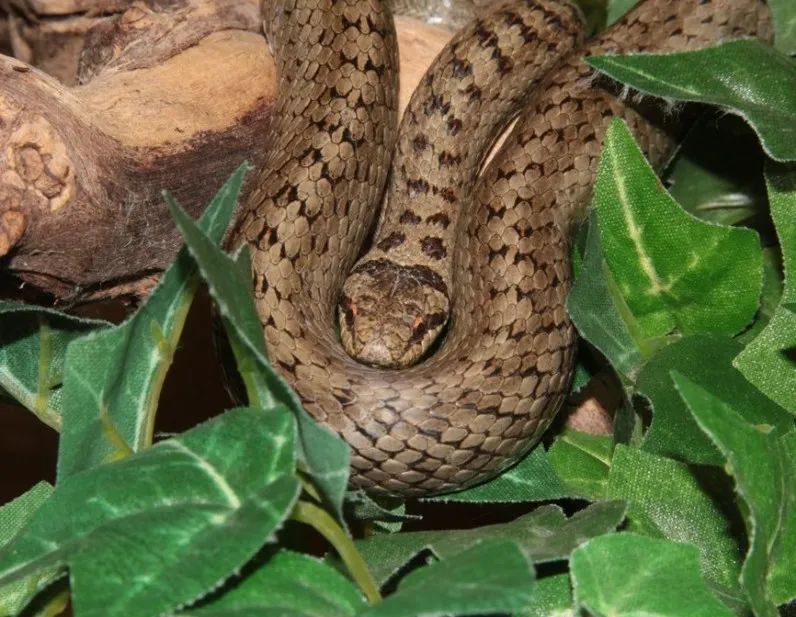 「原来欧洲有这么多种蛇？！」偷师卡塞尔的豢龙大师·下