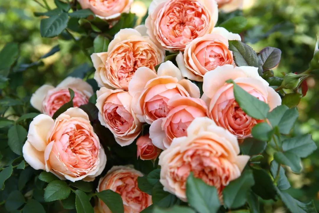 最值得养的大花微月,微月最耐寒好养的品种有哪些