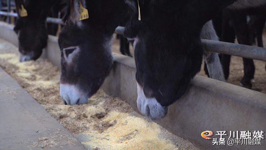 平川黑毛驴,平川黑驴