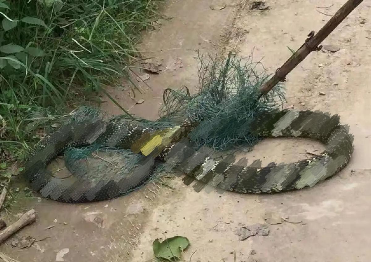 蛇从马桶里面爬出来咬伤人,女子被蛇咬到手上有蛇纹