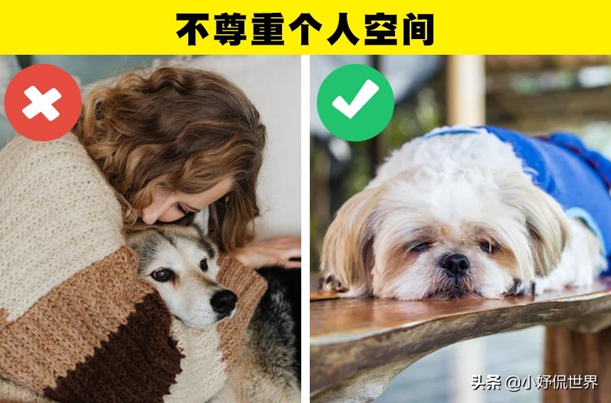 可能会对狗狗带来伤害的10种粗心大意的行为