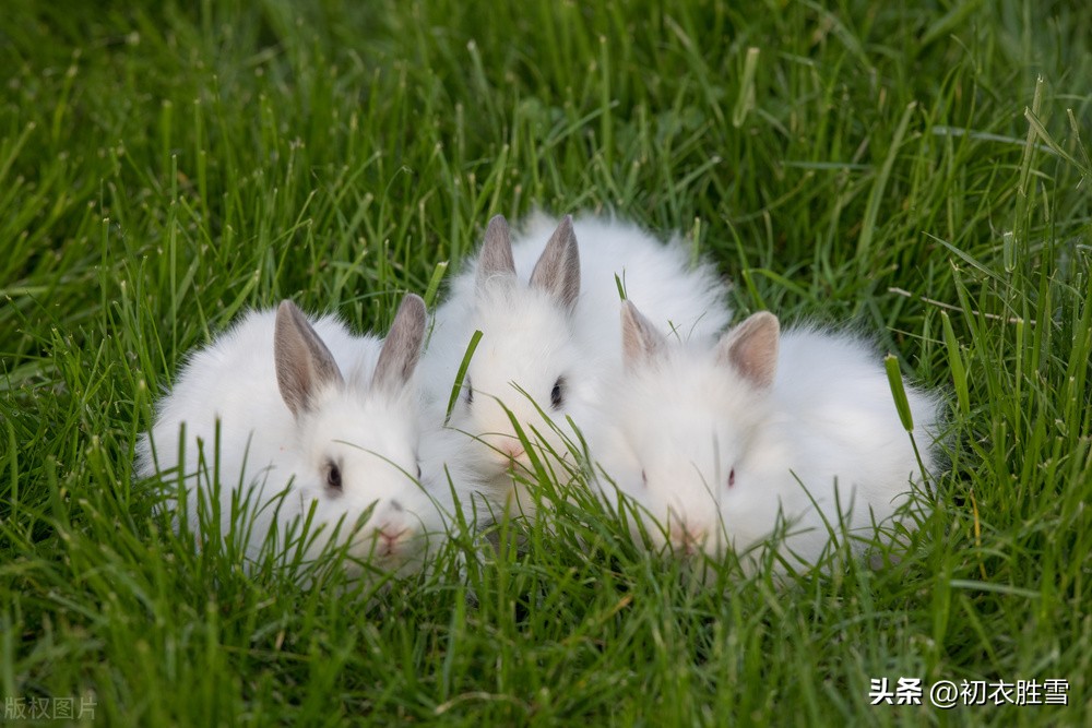 关于兔子的古诗和名句,与兔子有关的古诗词