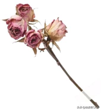 瀹夐『鑰侀厭鏀惰棌,瀹夐『鑰侀厭