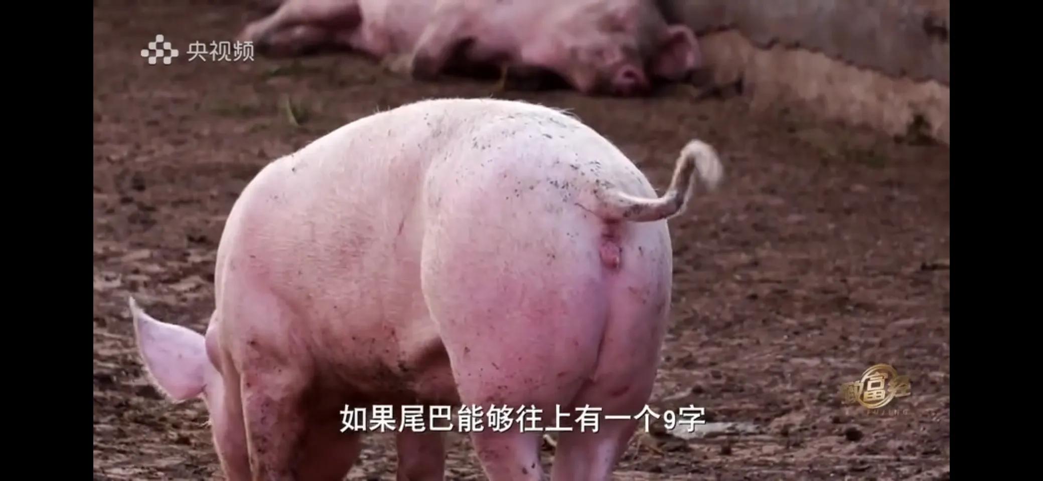 小伙子养猪5年后挣钱5多亿,农村小伙养猪赚过亿