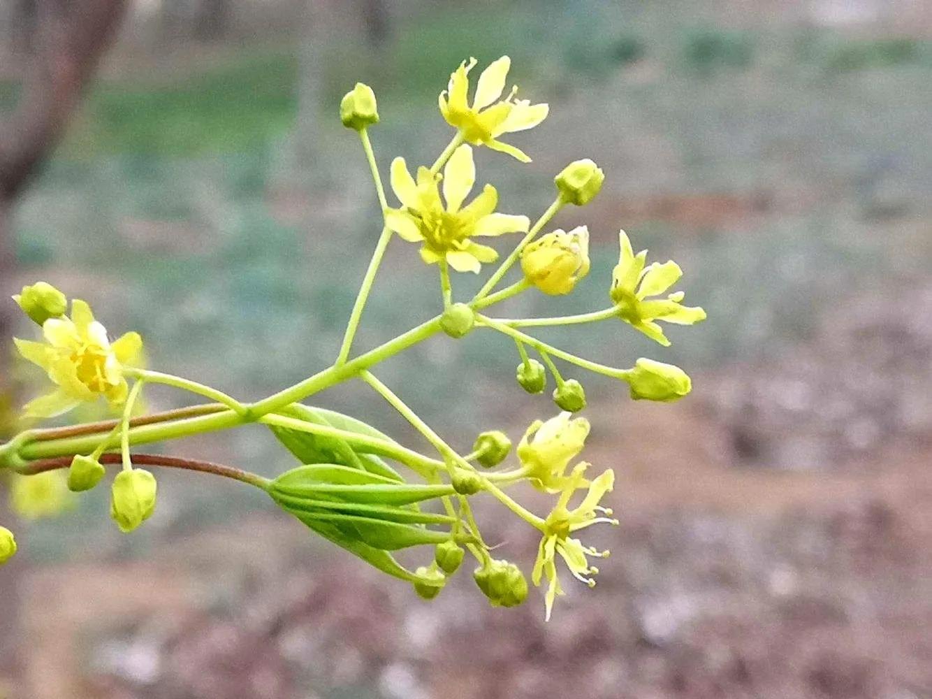 100种迷人的“数字花”,从零到一百万,真是太神奇了