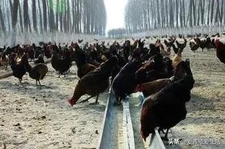 小鸡不吃食是怎么引起的,小鸡不采食是什么原因