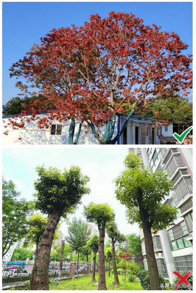 湖北园林绿化工程施工,湖北园林绿化景观设计施工养护