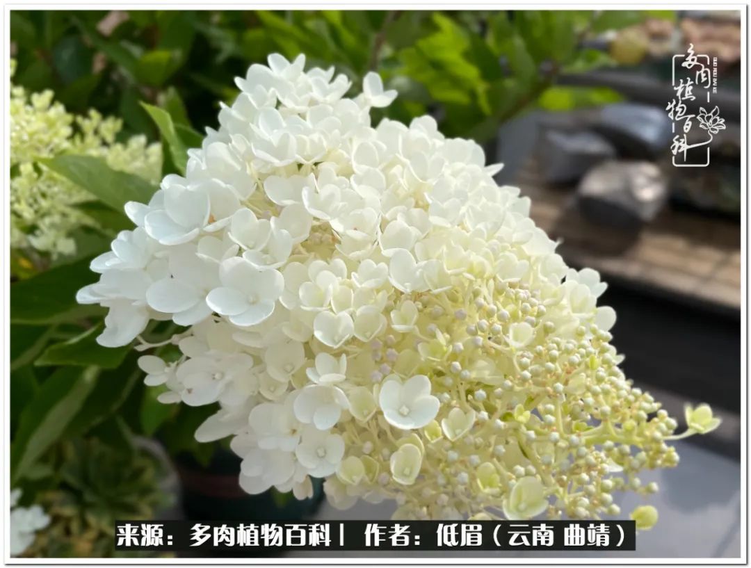 养了七年多肉,养了八年的肉肉终于开花了