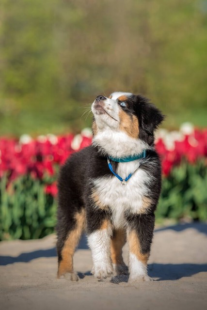 中华田园犬智商最高狗狗排名,宠物狗狗智商比拼top10