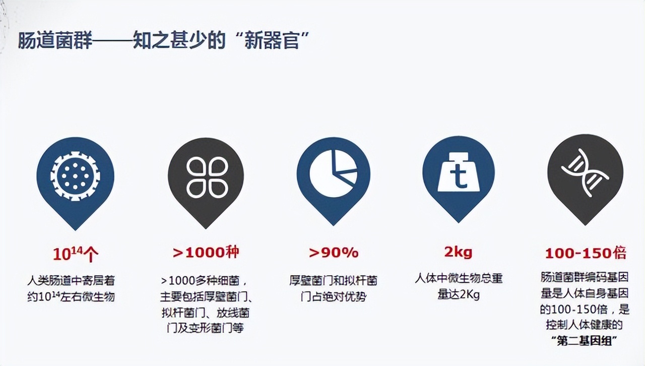 肠道菌群对糖尿病的影响,肠道有益菌对糖尿病的影响