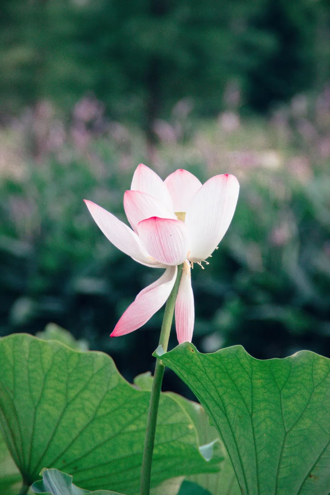 荷风莲香唯美了整个夏天的下一句,最美荷花诗词大全简单一点
