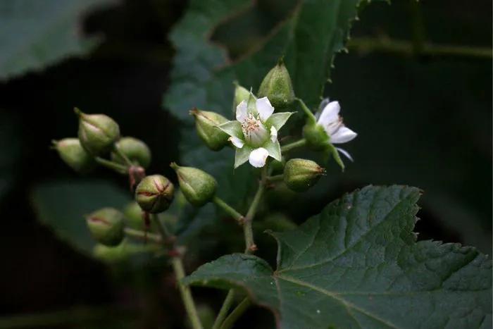 春天十种最美的花名字,花名带冬的有什么花