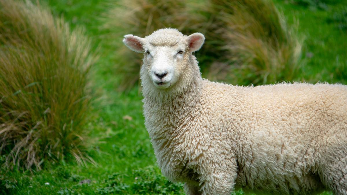 新手养羊10只左右怎么建羊圈,羊的养殖技术和羊圈的搭建