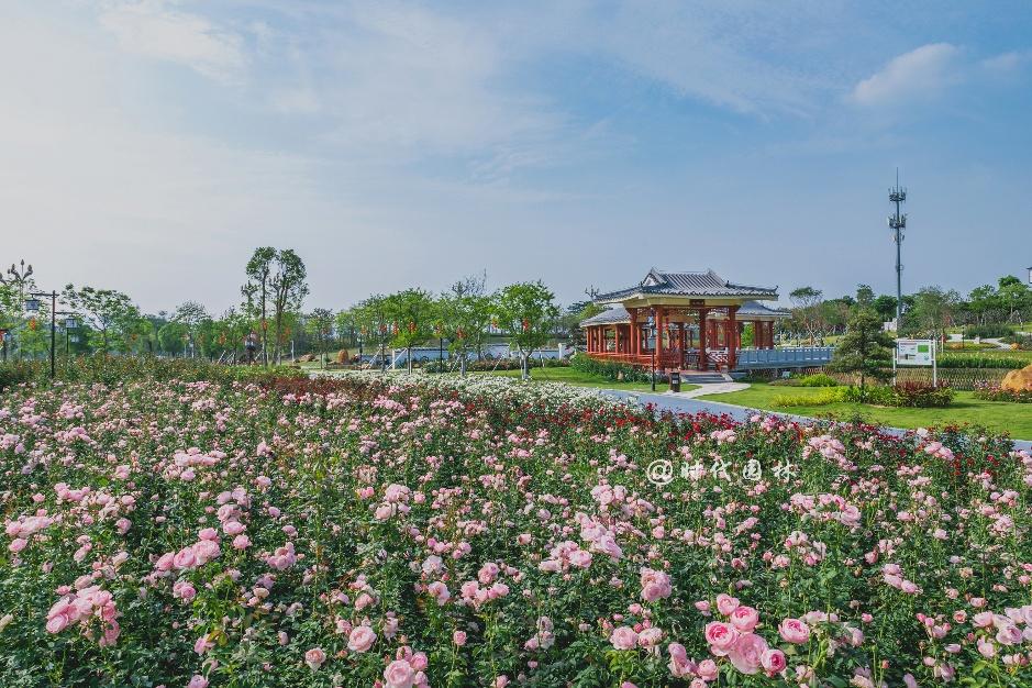 这20种月季超级耐寒东北也能养,南方种不了什么