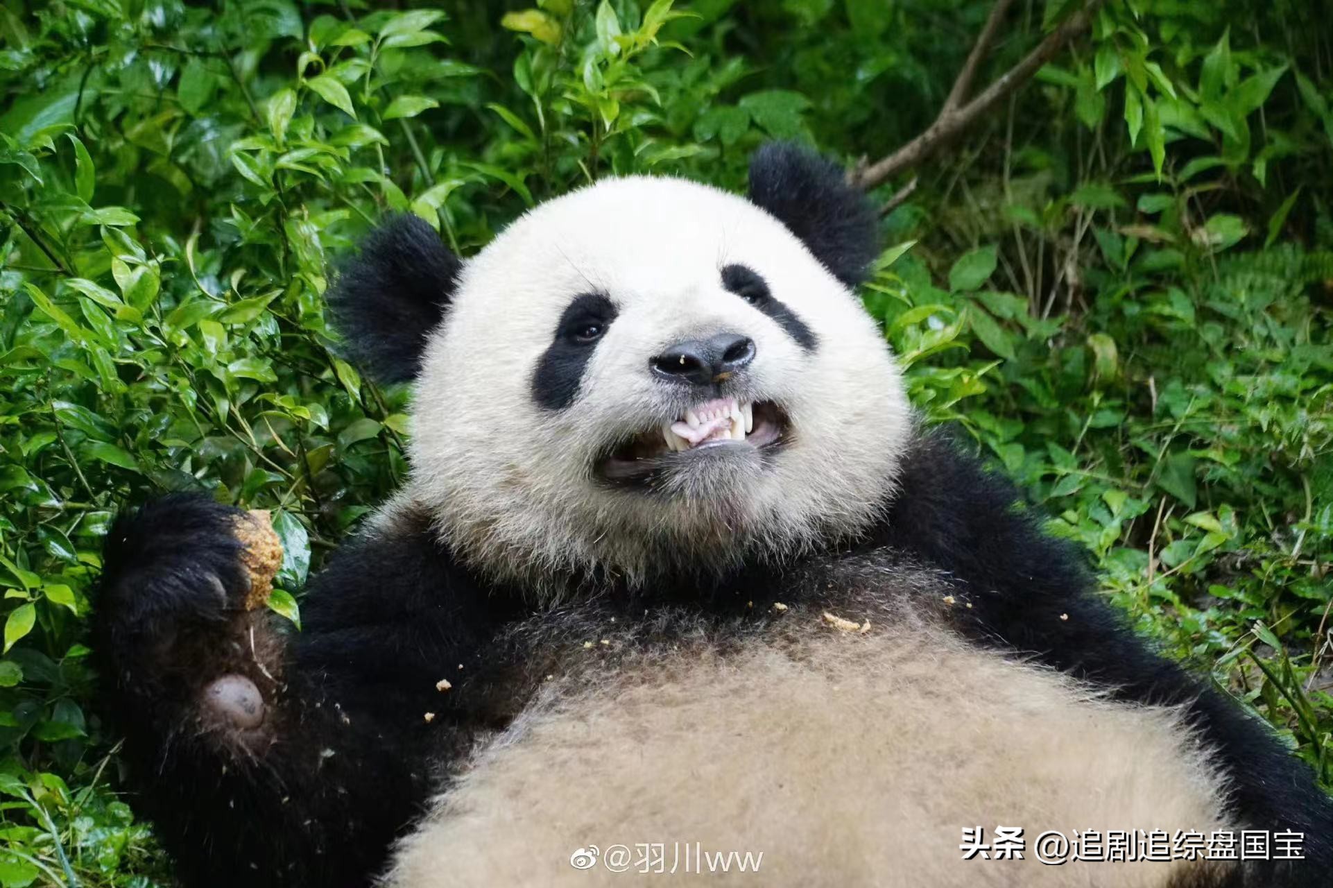 大熊猫金双金喜,大熊猫金喜金双