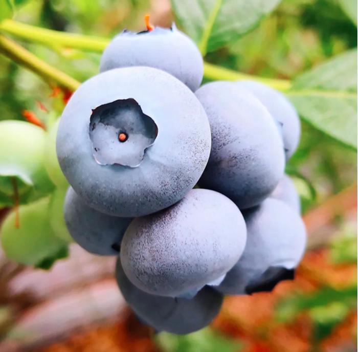 蓝莓纯果汁,蓝莓原汁功效