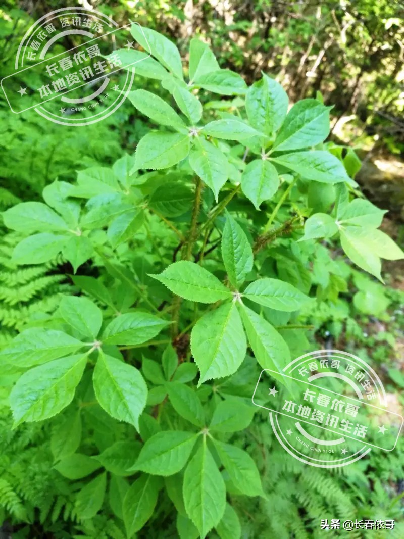 东北第一山珍刺老芽堪比海参,刺老芽刺五加山货