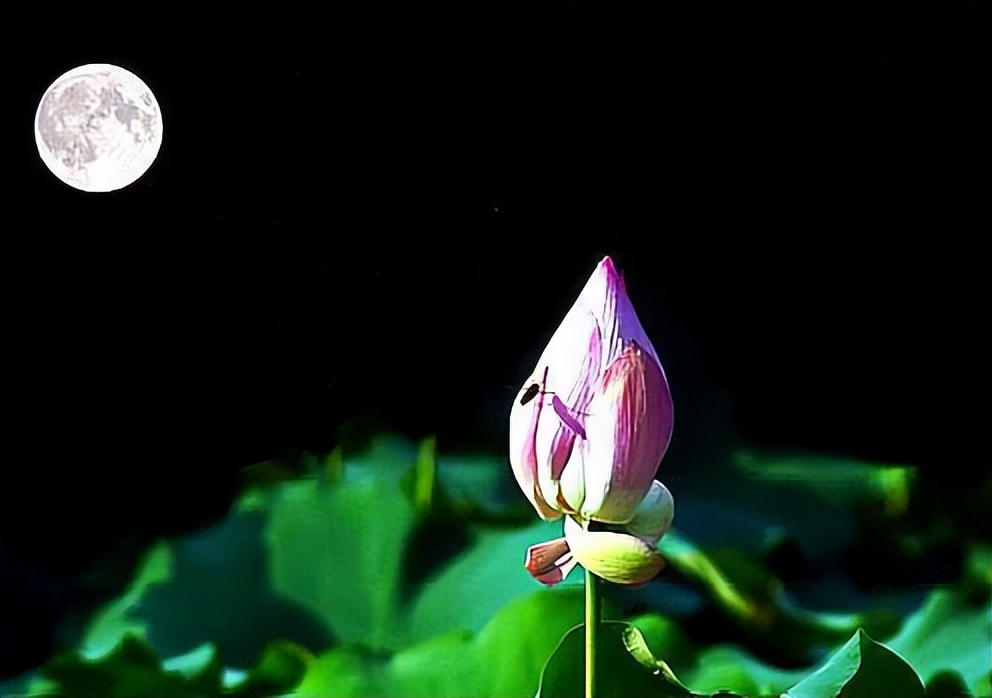 周嗣远|接天碧叶莹如玉，夕照芙蓉万朵花（原创荷之歌25首）