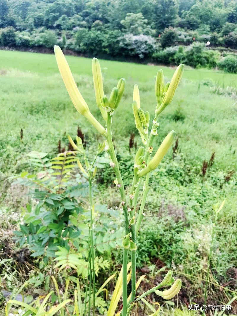 祖母琐忆之三：黄花菜