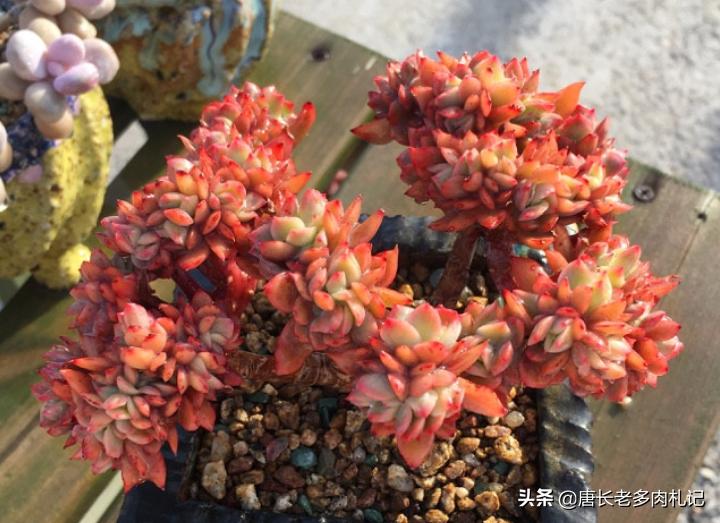 多肉叶插不用优芽素多久长根,多肉叶插不用营养液可以吗