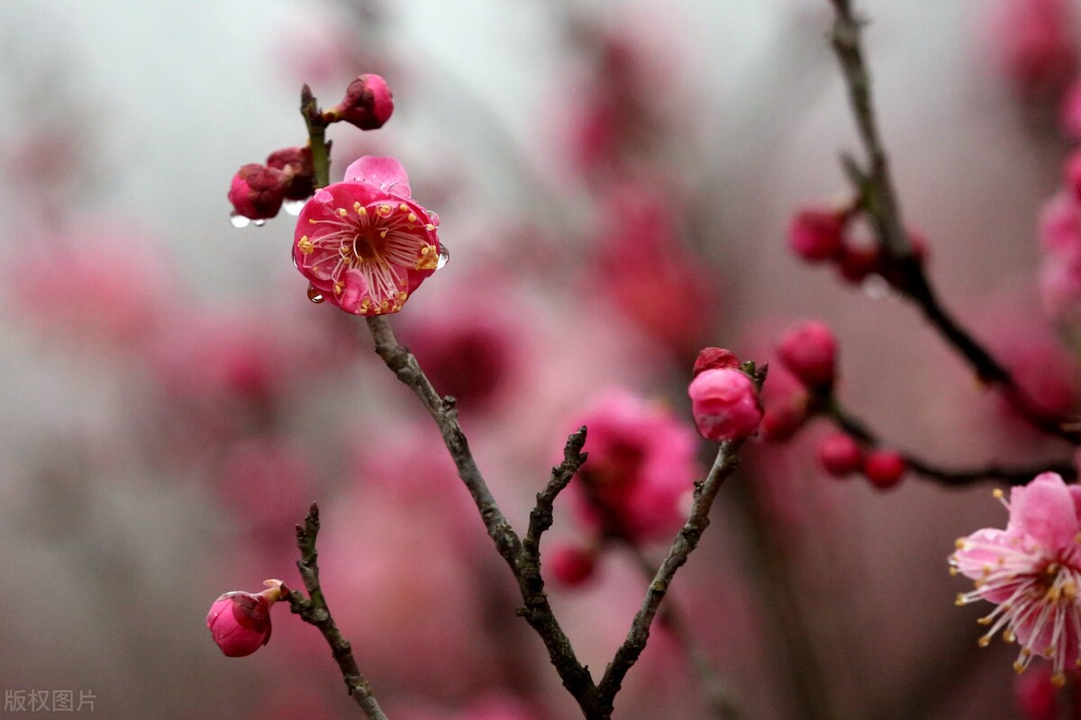 2022年愿身边所有的人都平安喜乐,2021你好愿平安喜乐万事顺遂图片