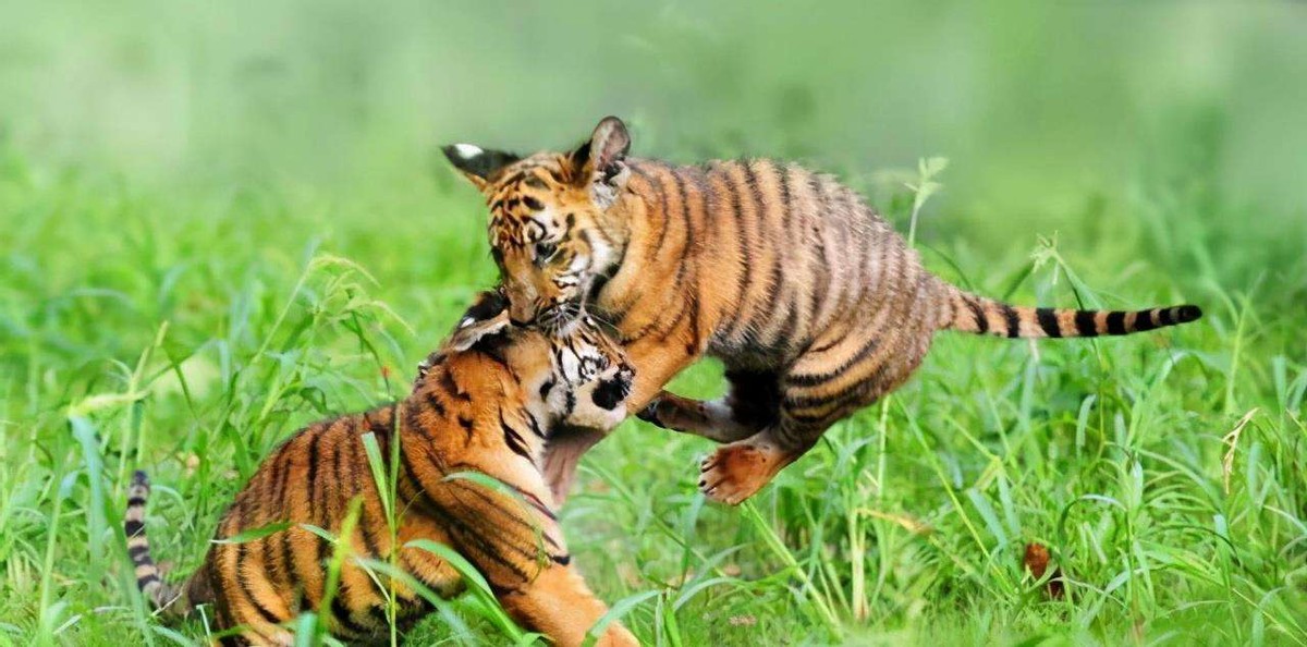 19年前，中国送到非洲放养的5只华南虎，如今还剩几只？回国了吗