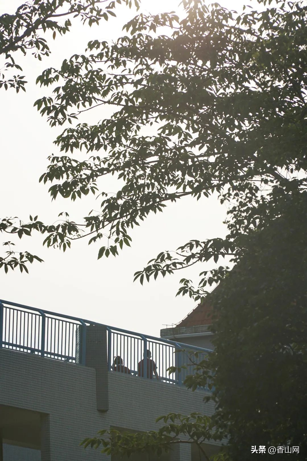 北师大珠海附中,三年青春在校园里