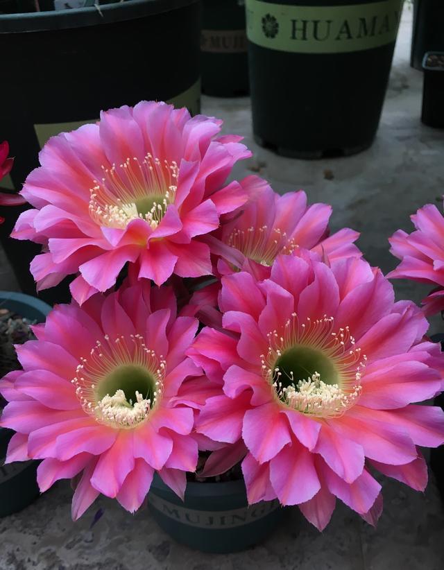 草球牡丹锦仙人球,大花彩草仙人球经典品种