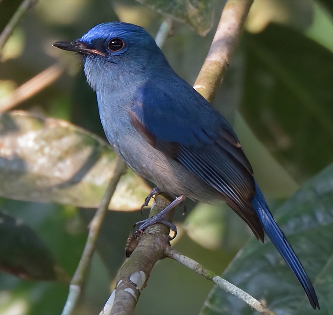 鸟儿大全高清图,高清珍稀鸟动态图片大全