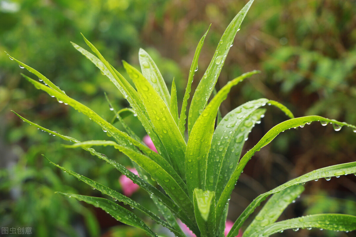 太实用了！45种常见植物养殖方法大全