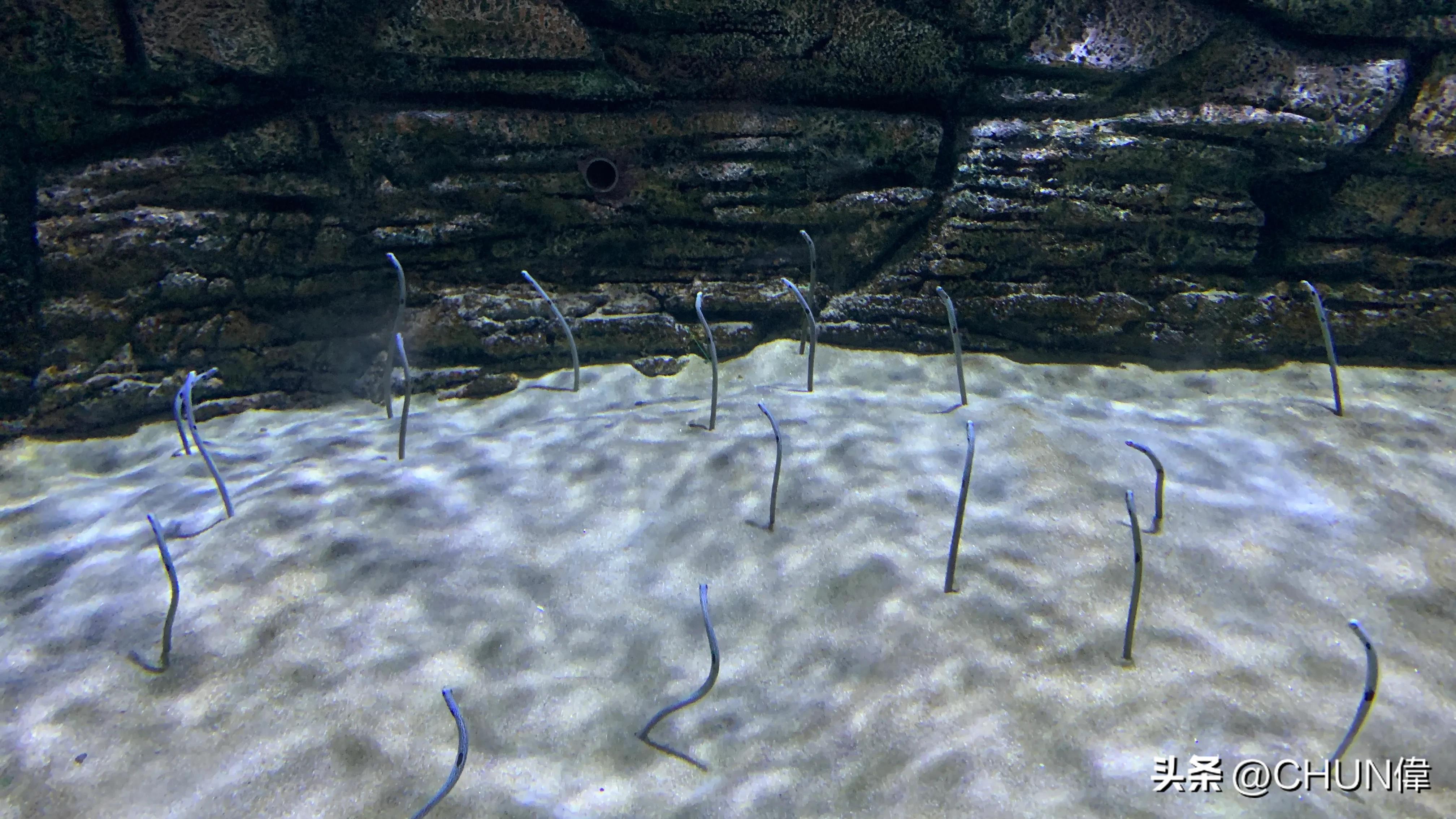 自由行厦门鼓浪屿四天怎么安排,鼓浪屿一日游五一