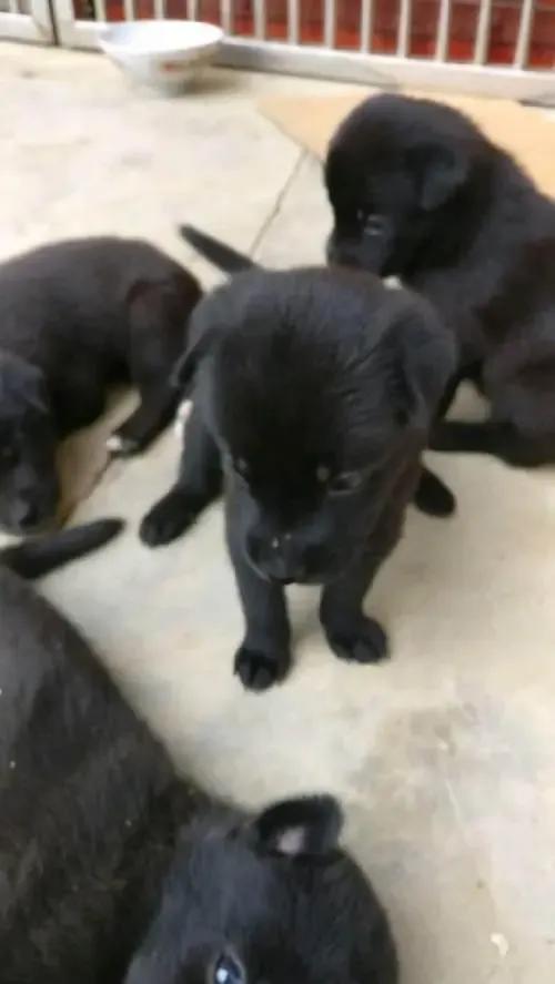 除了中华田园犬还有哪些是土狗,小型中华田园犬和土狗有什么区别