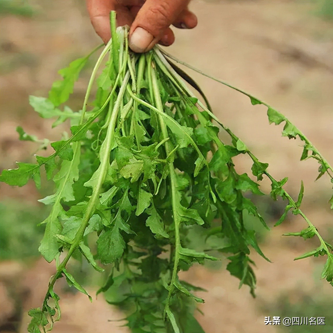 钙比牛奶还高的5种蔬菜,牛奶和青菜哪个补钙效果更好