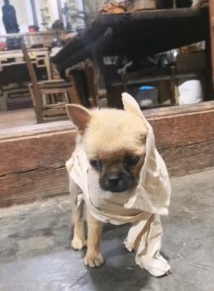 小奶狗被粘鼠板粘到,小奶狗半夜被粘鼠板粘住