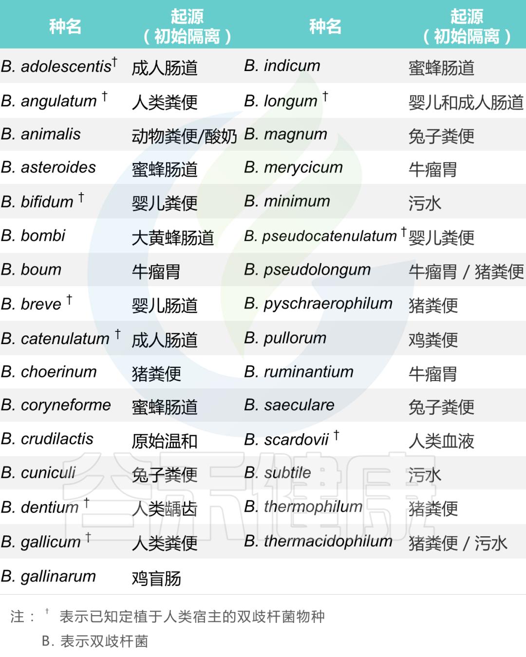 肠道双歧杆菌的功效及作用,双歧杆菌属于肠道的有益菌吗