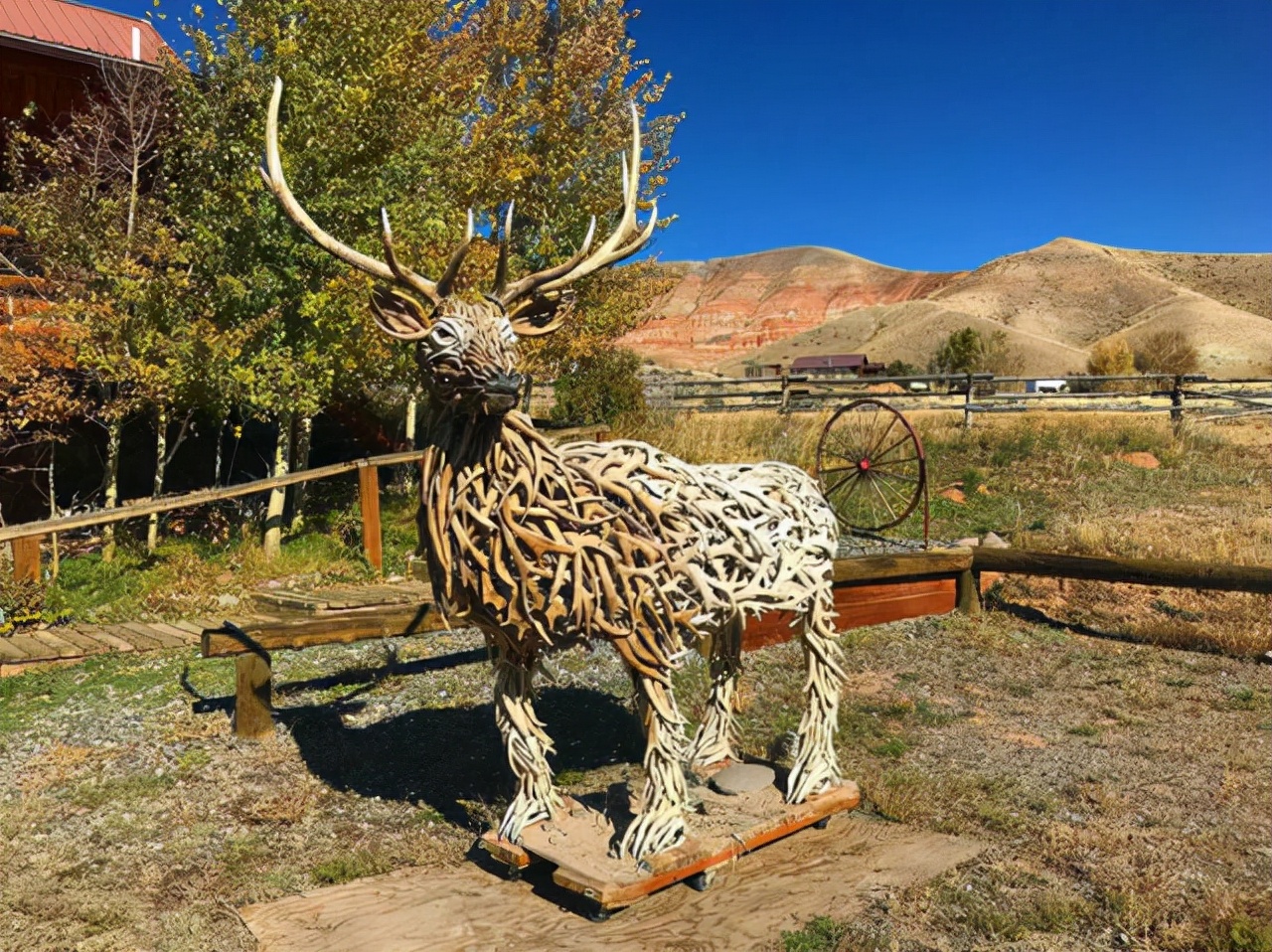 真实大象的照片,在野外拍到的真实大象