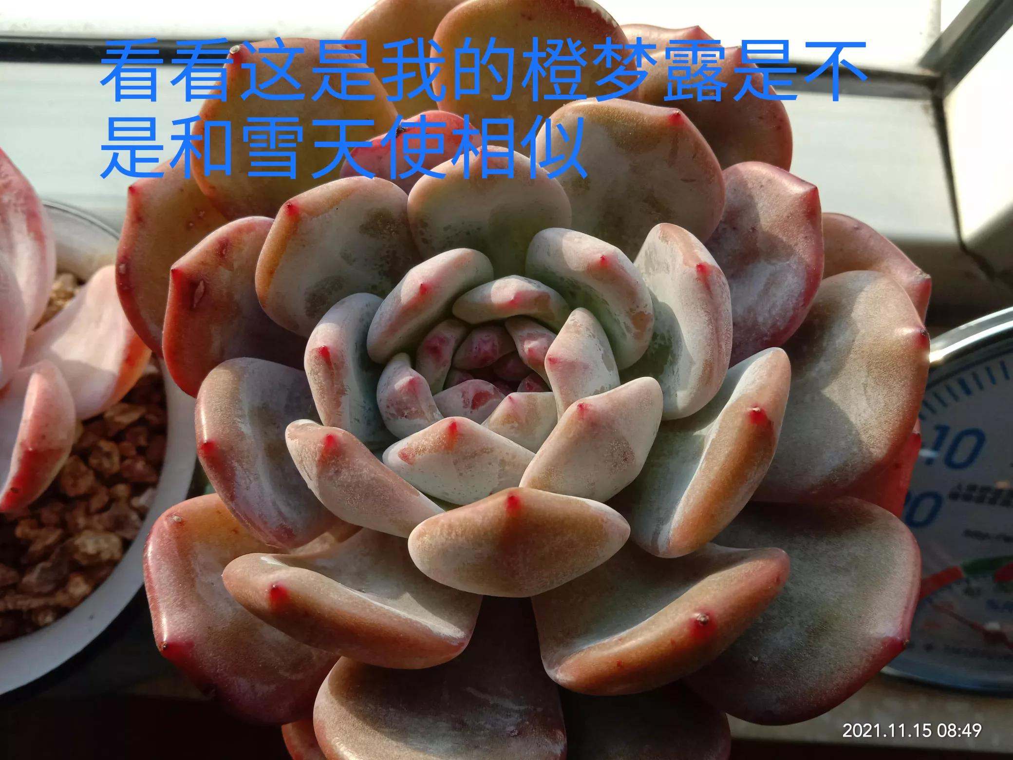 多肉雪天使开花,多肉雪天使养护方法