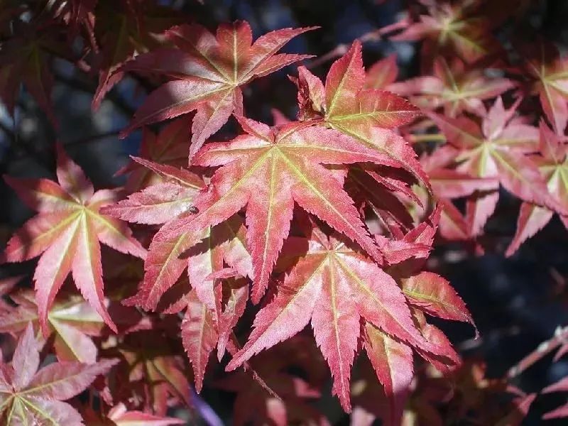 「秋天必看」枫树图鉴22年版——鸡爪枫及日本枫篇