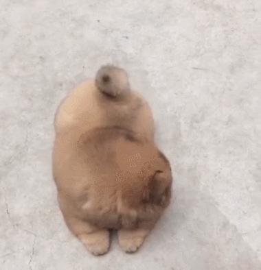 狗狗尾巴的秘密英文版,狗狗尾巴背后都有什么秘密