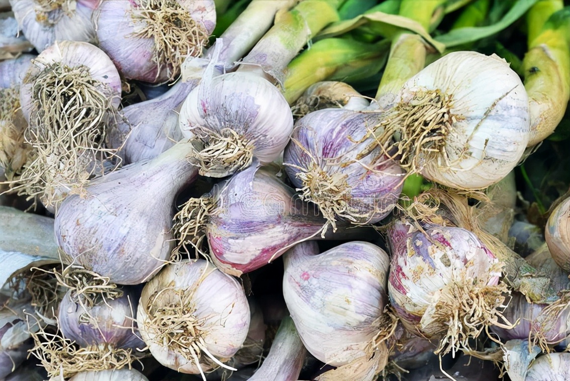 大蒜要怎么储存才不会发芽,大蒜怎么保存才不会干瘪发芽