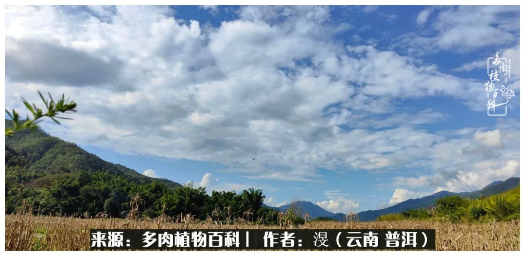 云南的冬天没有云！养肉七年，不谈得失，只论陪伴！