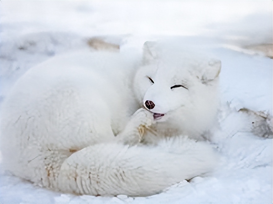 北极狐，认识和了解吗？