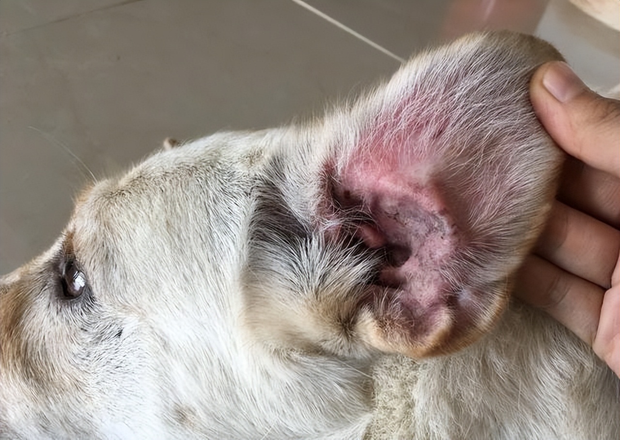 揭秘狗狗10个小秘密，养狗人应该能全知道吧？