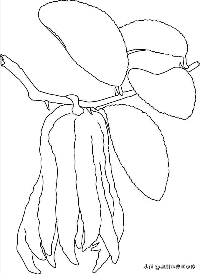 香料知识灵香草,香料知识百科